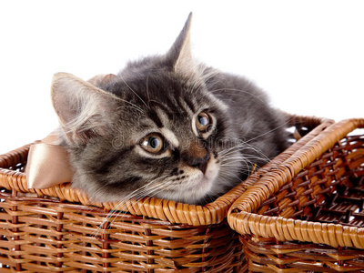 有条纹的猫，在有垂饰的篮子里有一个蝴蝶结。