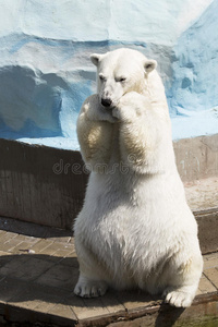 坐在后腿上的滑稽北极熊图片