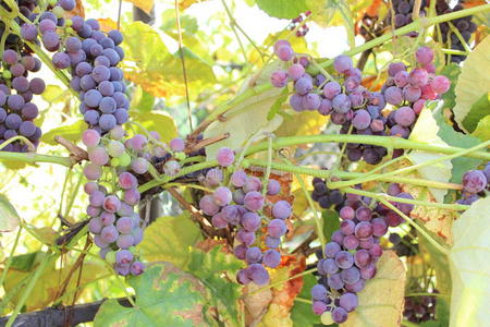 紫熟葡萄枝图片
