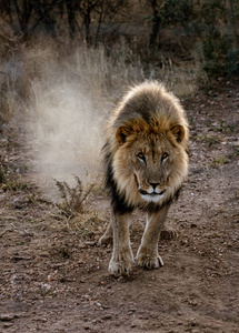 在纳米比亚的沙漠中, 大公狮行走
