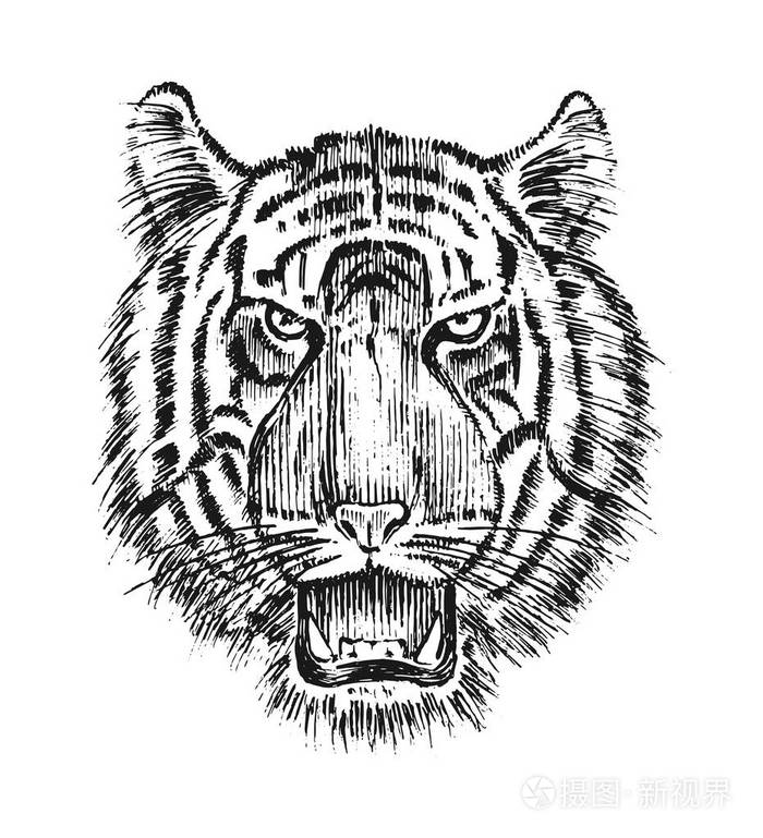日本野老虎.亚洲动物猫.头部或脸部的轮廓.纹身艺术品