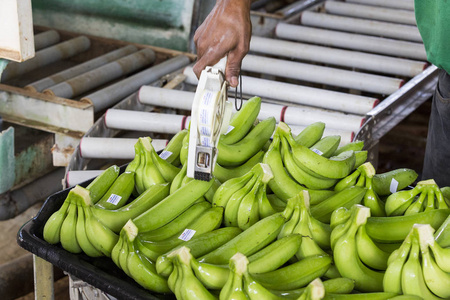 关闭排序李安将香蕉存储在一个农场里的一个人