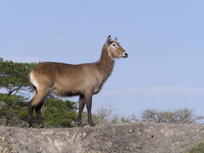 Defassa 非洲大羚羊, 捻角羚 ellipsiprymnus Defassa, 单身女性, 乌干达, 2018年8月