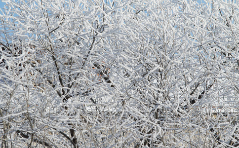 雪中的树木, 冬日的风景