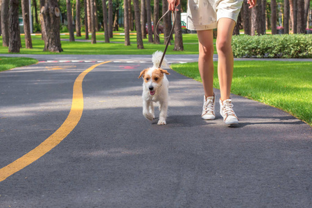 年轻女子和她的狗在公园跑步。与宠物的运动。健身动物