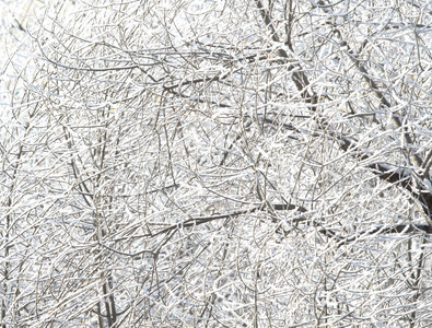 雪中的树木, 冬日的风景