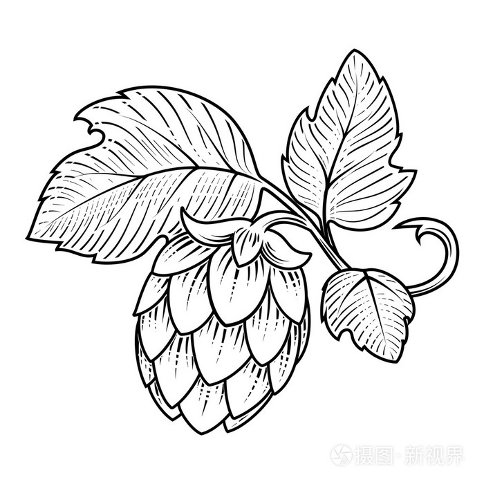 啤酒花装饰矢量图
