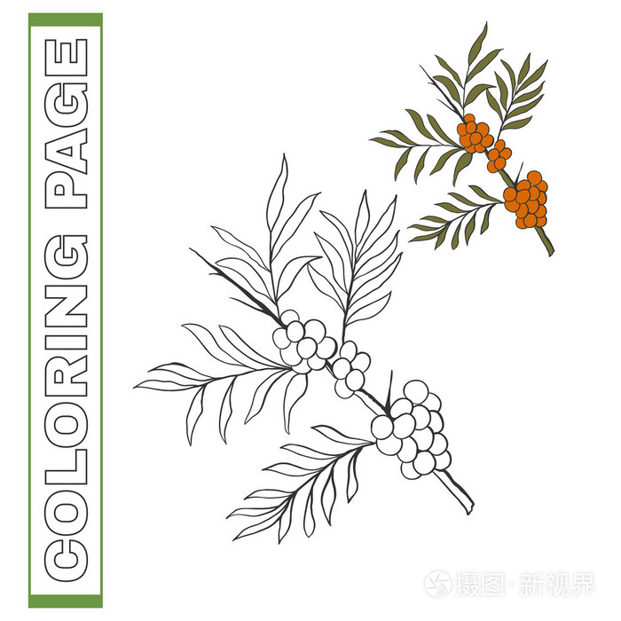 手绘矢量插图沙棘.