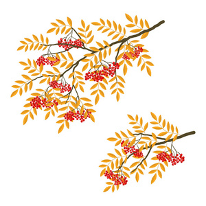 罗恩的树枝上有白色的背景。红浆果, 黄叶。矢量插图
