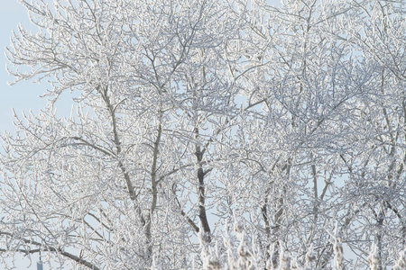 雪中的树木, 冬日的风景