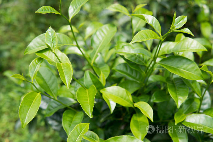 关闭茶树叶片绿色背景