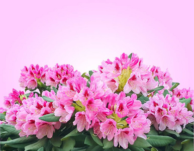 粉红色杜鹃花或杜鹃开花上粉红色 gr 孤立