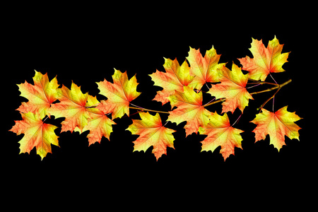 秋天，枫树叶孤立在黑色背景上的分支