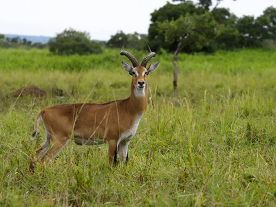 乌干达 kobe 看, 捻角羚 kobe 看 thomasi, 在草地上的单身男子, 乌干达, 2018年8月