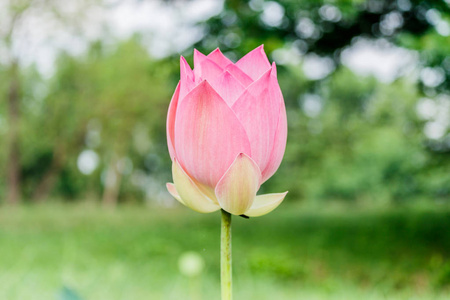 美丽的粉红色睡莲或莲花花，在池塘里