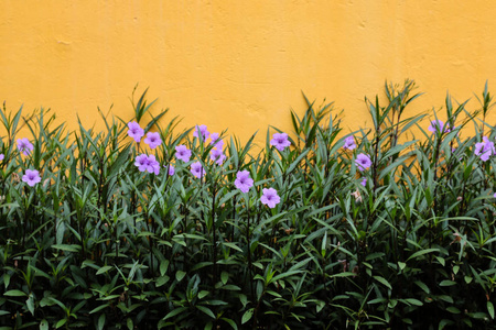 紫色的花，在绿树与黄色的墙上是背景