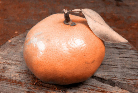 普通话在其最美味的状态橙色的色调, 这种柑橘是暴露在构图作为唯一的对象栖息在一个木切