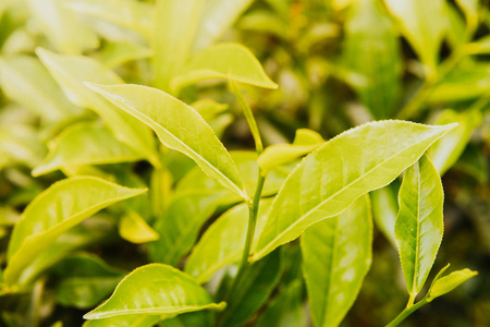 绿茶芽和新鲜的叶子。茶园。关闭绿色背景
