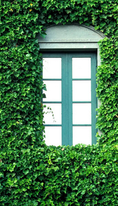 许多履带式绿色彩色叶子墨西哥雏菊盖子所有在老墙壁和窗口与欧洲现代建筑建筑样式