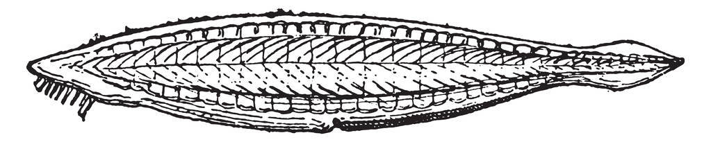 文昌鱼或 Lancelets, 复古雕刻插图。词汇与事物辞典Larive 和弗勒勒1895