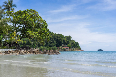 海 滩 象岛岛上的树木