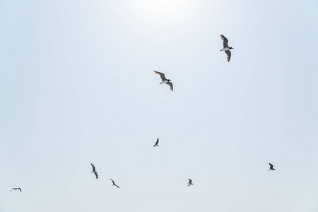 几个盘旋的海鸥，在蓝蓝的天空