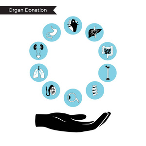 捐赠器官的向量例证