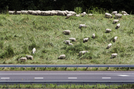 在高速公路边放牧绵羊