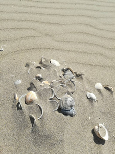 贝壳在海边的沙滩上