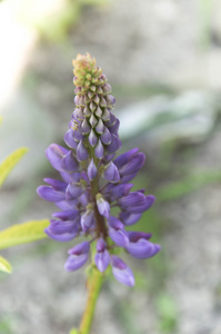 野生卢平花和芽在茎刚开花前, 特写, 选择性焦点