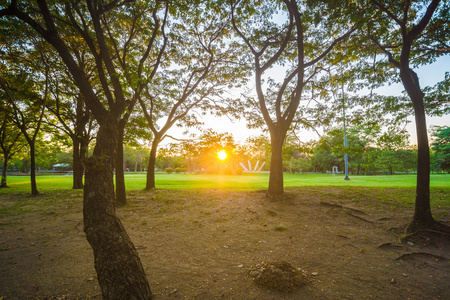 带绿色的中央公园里的黄梁日落场景