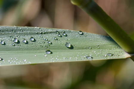 湿绿矛在茎与闪亮的雨滴图片