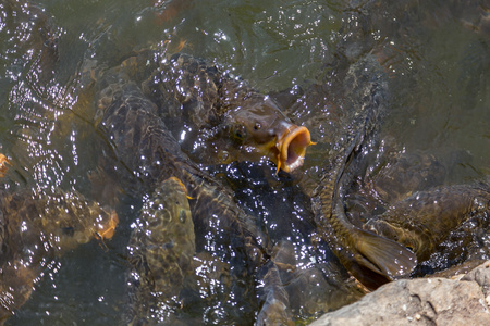 水下养殖鲤鱼在特写