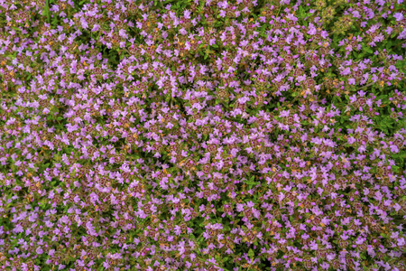 百里香田野。许多小粉红紫色花的胸腺草本背景