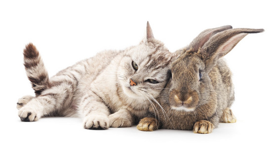 猫和兔子