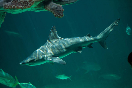 沙鲨CarcharhinusPlumbeus。