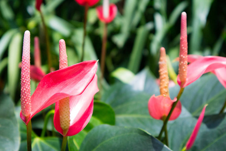 粉红色的红掌生长在越南, 热带花卉