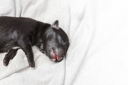 新生小狗睡觉黑色拉布拉多犬年龄的毯子上的一天