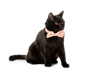 黑色英国短毛猫猫在粉红色弓领带隔绝白色背景