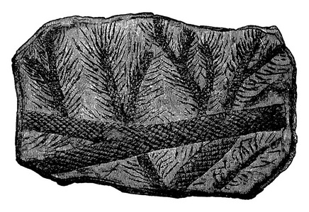 化石的石炭纪分支，复古雕刻