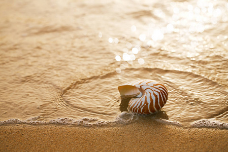 在海滩上的贝壳鹦鹉螺