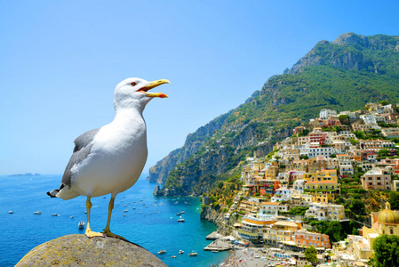 海鸥站在石头中背景市波西塔诺，意大利