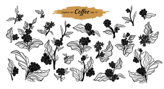 集叶花天然豆于一身的咖啡枝。植物画艺术线设计自然树生态食品有机饮品复古剪影插图在白色背景上分离的热带雕刻