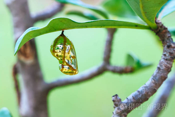 一片树叶上挂着的蚕蛹蝴蝶
