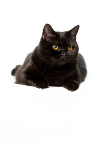 黑色英国短毛猫猫被隔离在白色背景上