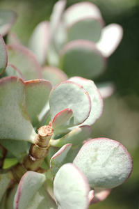 仙人掌沙漠沙漠植物开花芽植物性质