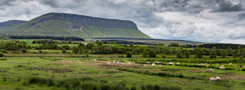 由 Benbulben 山群羊