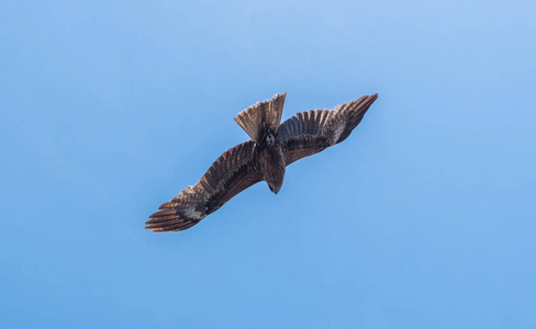 日本黑耳风筝 Milvus lineatus 猛禽鸟在蓝天上翱翔