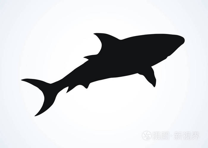 在白色背景下被孤立的巨型灰鲨.