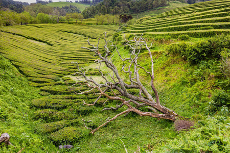 在查戈雷亚纳圣米格尔岛上茶园